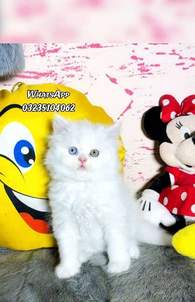 odd eyes white triple long coated Persian kitten  punch face cat babes 5