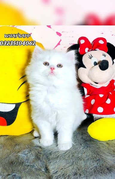 odd eyes white triple long coated Persian kitten  punch face cat babes 1