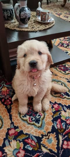  Adorable Golden Retriever Puppy for Sale! 