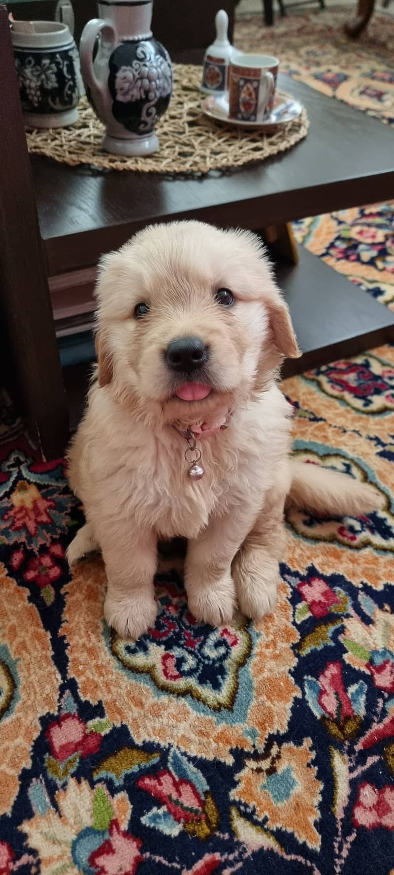  Adorable Golden Retriever Puppy for Sale!  0