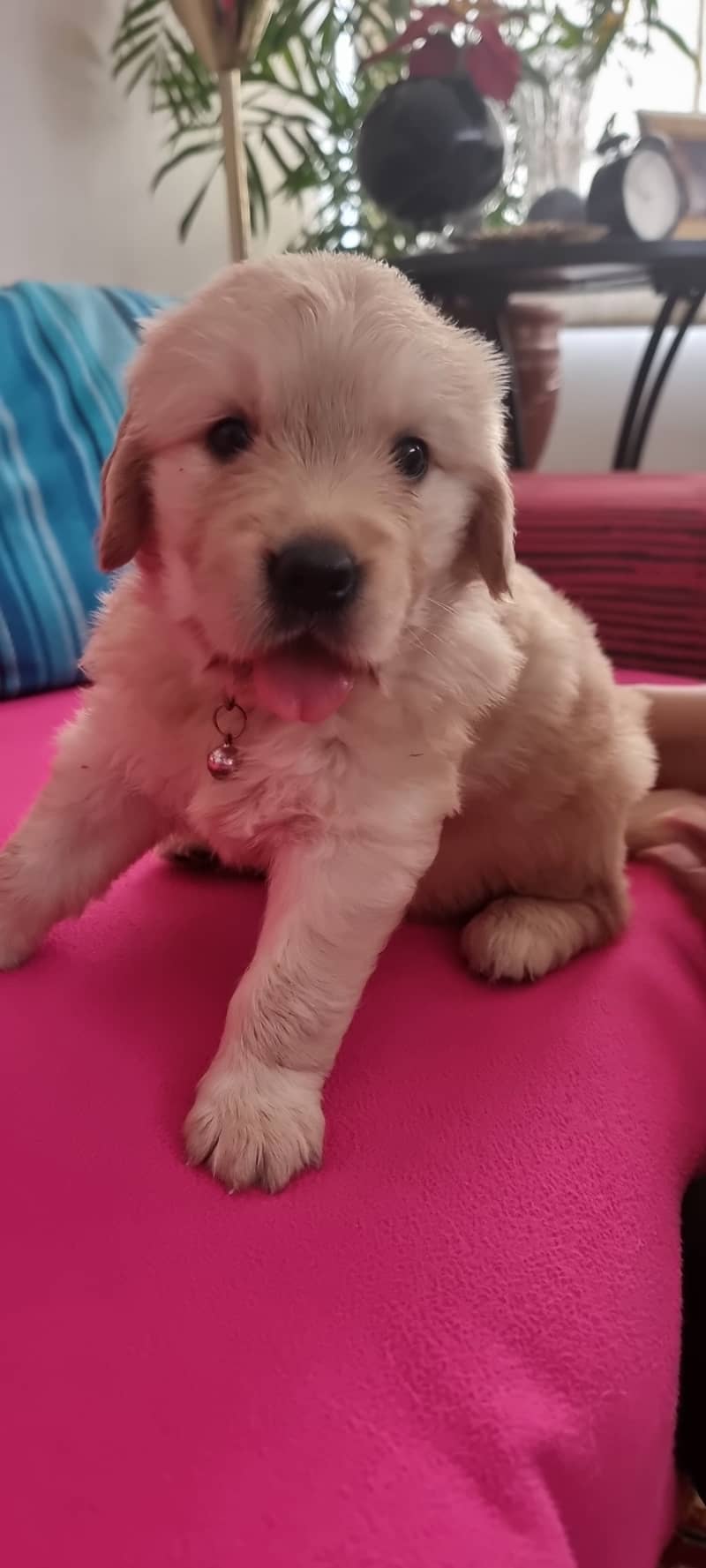  Adorable Golden Retriever Puppy for Sale!  1