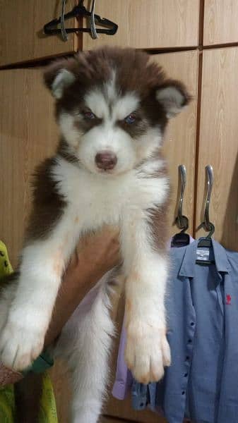 male 2dogs available one and half month one  blue eyes and 1 oud eyes 1