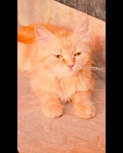 Persian cat doll Face home breed Golden furr triple coat