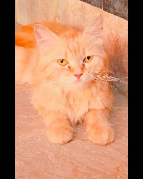 Persian cat doll Face home breed Golden furr triple coat 1