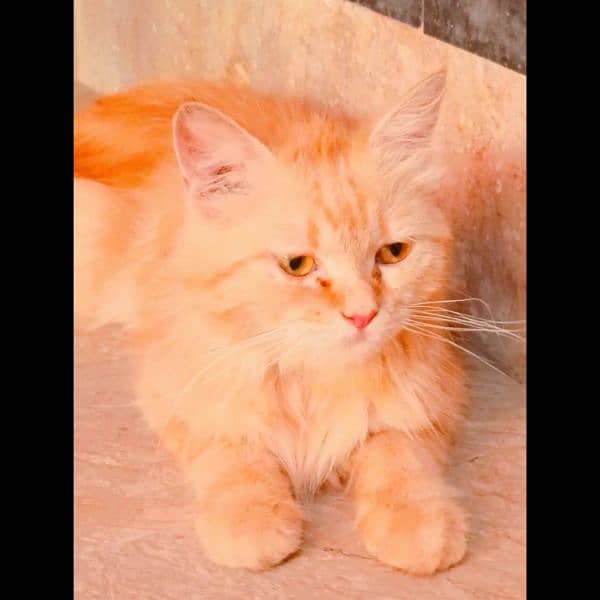 Persian cat doll Face home breed Golden furr triple coat 3