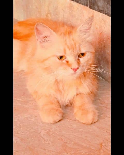 Persian cat doll Face home breed Golden furr triple coat 5