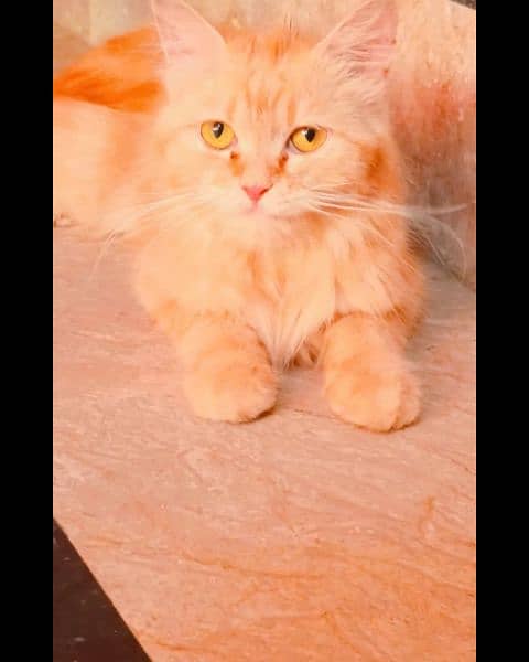 Persian cat doll Face home breed Golden furr triple coat 6