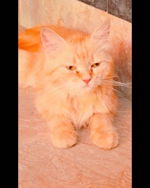Persian cat doll Face home breed Golden furr triple coat 8