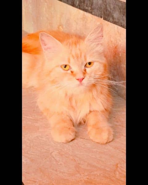 Persian cat doll Face home breed Golden furr triple coat 9