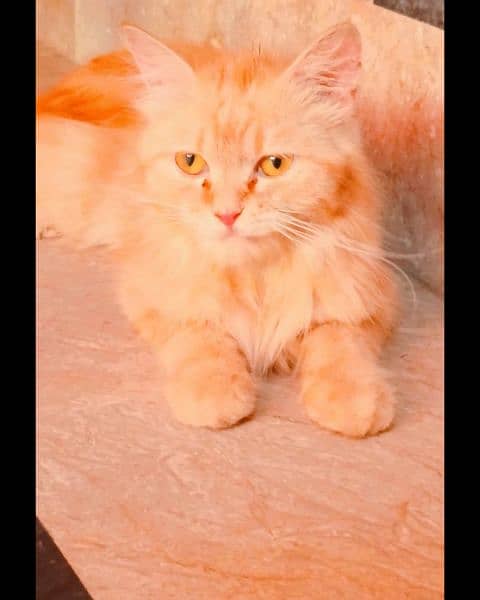 Persian cat doll Face home breed Golden furr triple coat 10