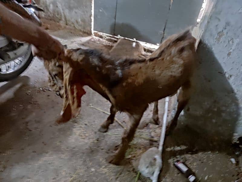 desi bakra 2