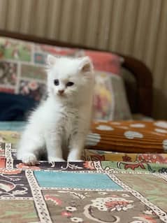 white Persian kittens blue eyed