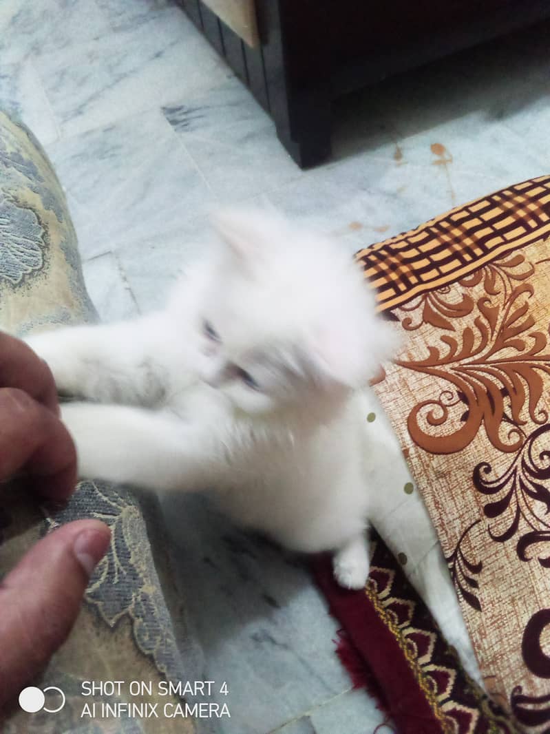 4month cat Persian triple coate 0