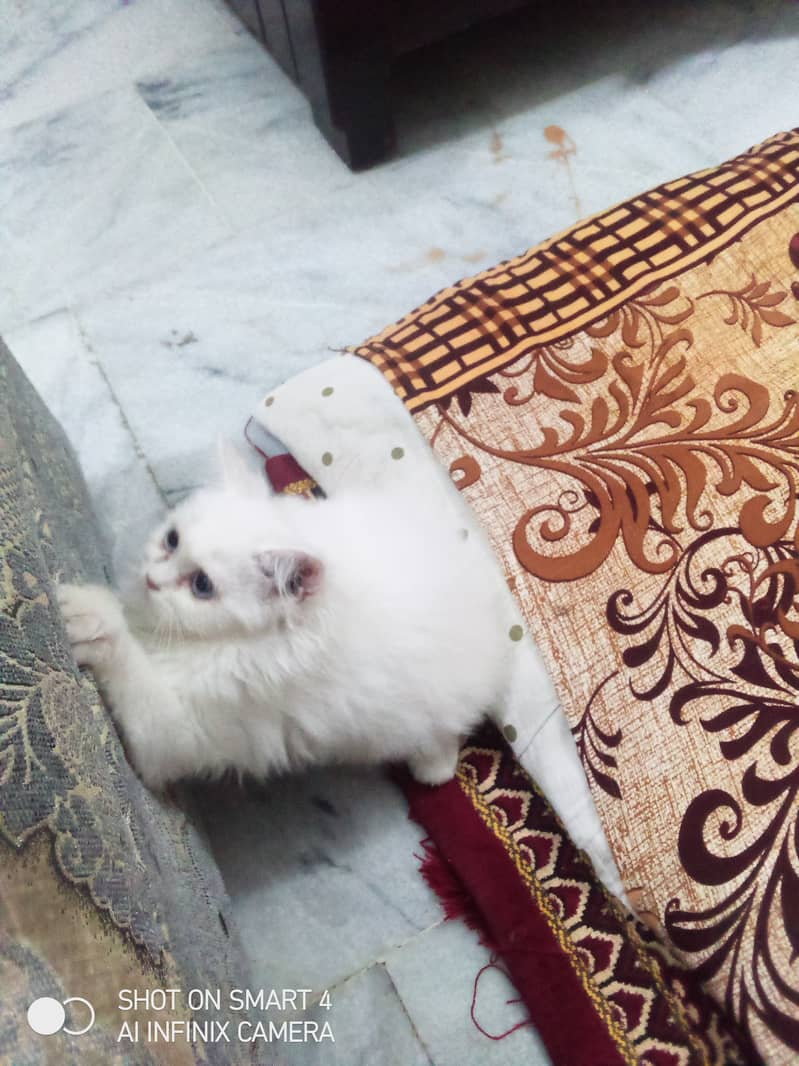 4month cat Persian triple coate 1