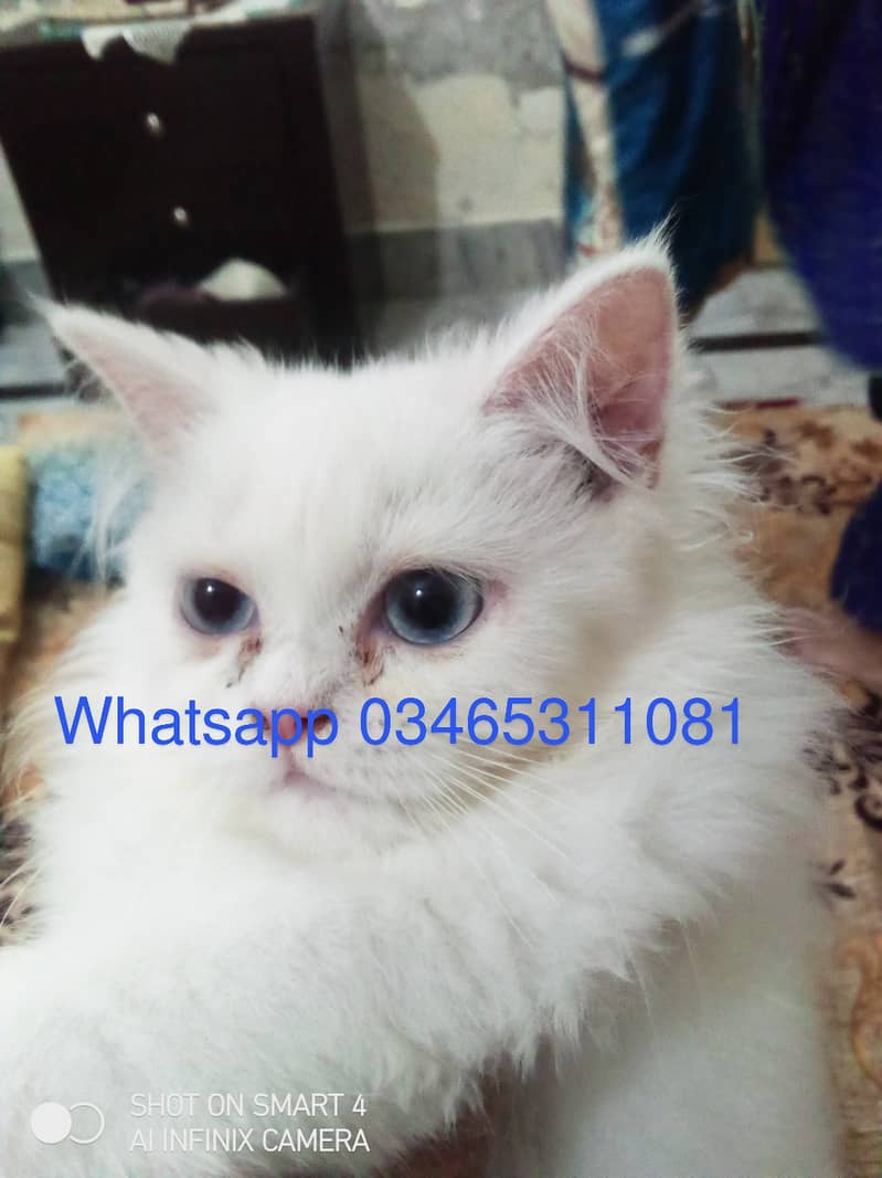 4month cat Persian triple coate 2