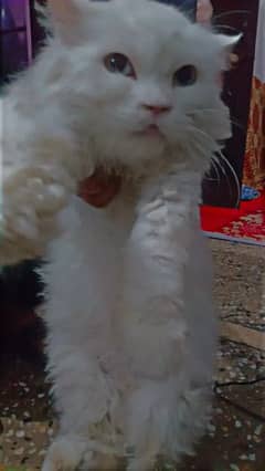 pregnant persian cat for sale