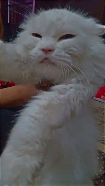 pregnant persian cat for sale 1