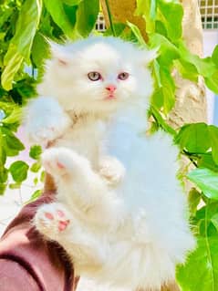 persian cat kitten