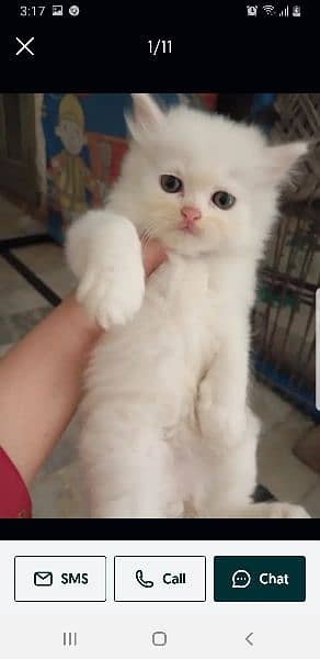 persian cat kitten 2