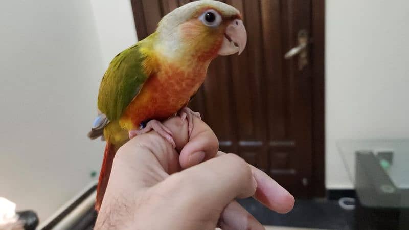 Pineapple Conure Extreme Red Factor Parrot 0