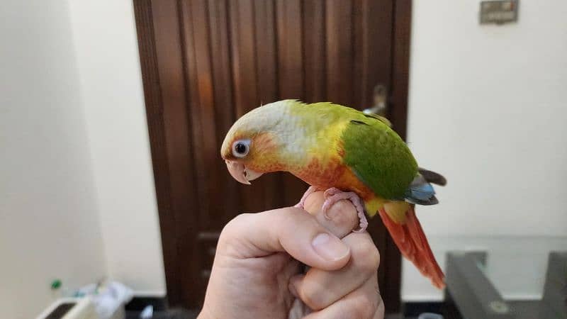 Pineapple Conure Extreme Red Factor Parrot 1