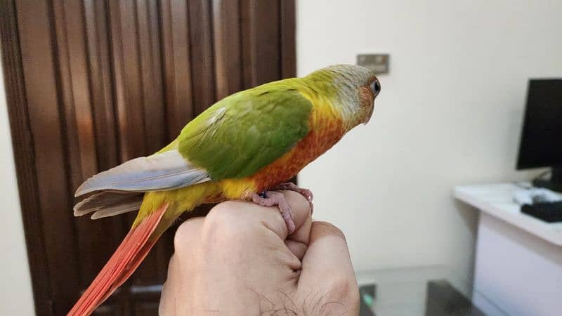Pineapple Conure Extreme Red Factor Parrot 3
