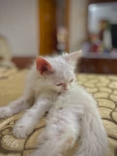 persion cat 2 month age well traninde washroom 0