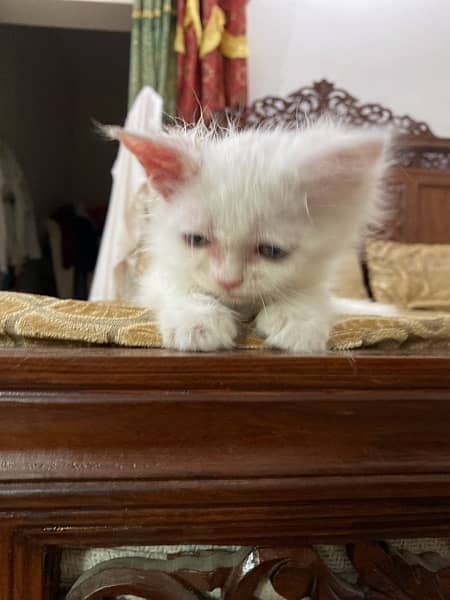 persion cat 2 month age well traninde washroom 2