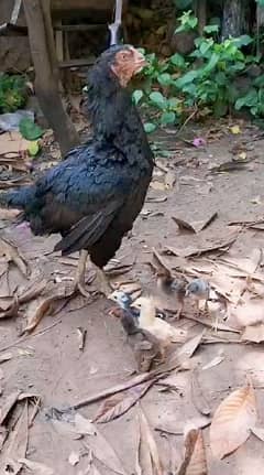 Aseel Hen For Sale with 9 Chicks. 03340159273