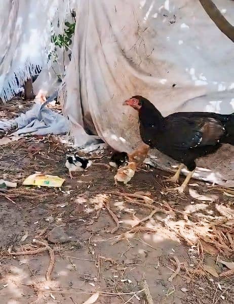 Aseel Hen For Sale with 9 Chicks. 03340159273 2