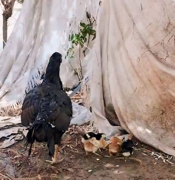 Aseel Hen For Sale with 9 Chicks. 03340159273 3
