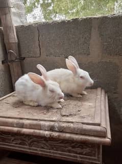 white red eye Rabbits khargosh bunnies