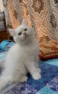blue eyed  Persian kitten (white)