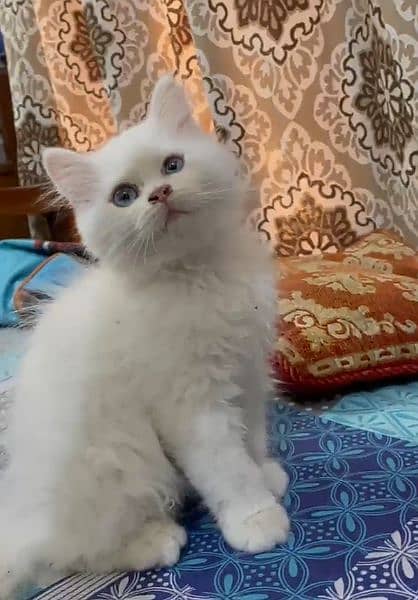 blue eyed  Persian kitten (white) 1