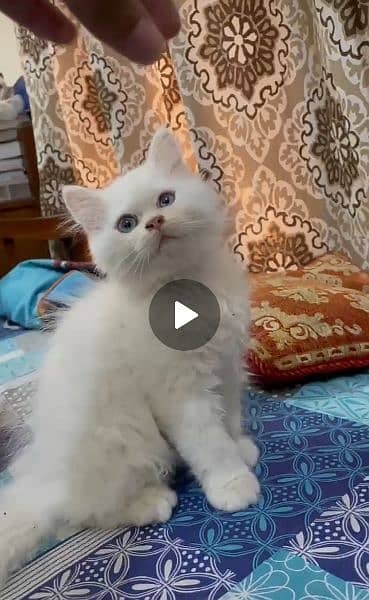 blue eyed  Persian kitten (white) 2