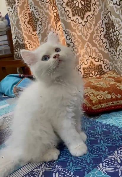 blue eyed  Persian kitten (white) 3