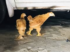 Golden Heavy Buff Chicks , Fancy Hens Eggs Chicks