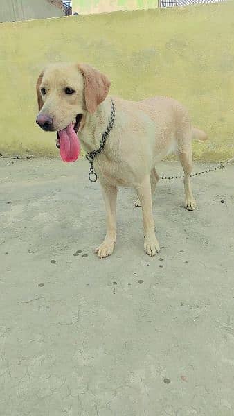 Labrador female golden age 19 month 0