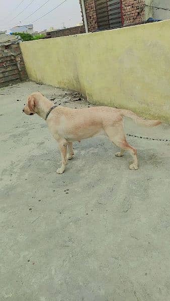 Labrador female golden age 19 month 1