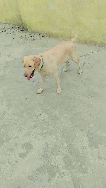 Labrador female golden age 19 month 2