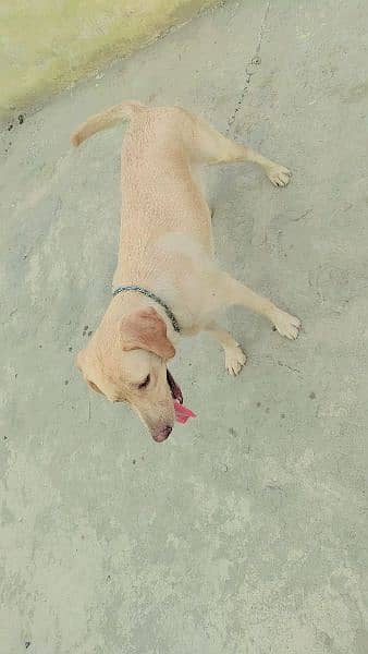 Labrador female golden age 19 month 4