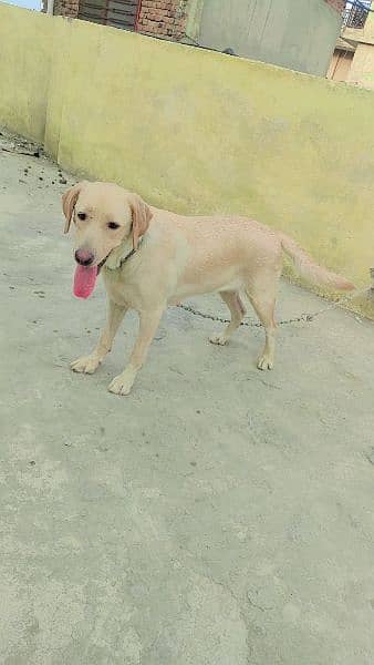 Labrador female golden age 19 month 5