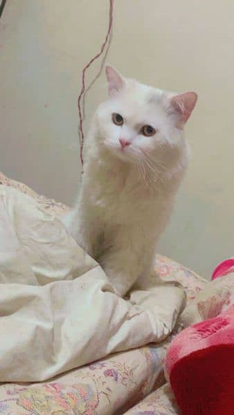 young energetic person cat urgent sale 2