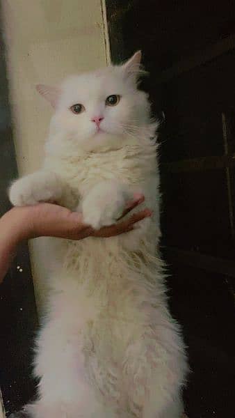 young energetic person cat urgent sale 3