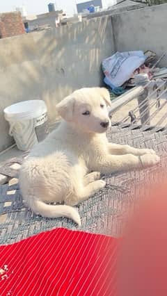 turkish kangal dog 0