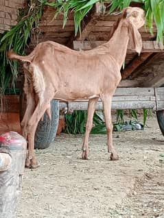 Desi Gabn Bakri sale 0