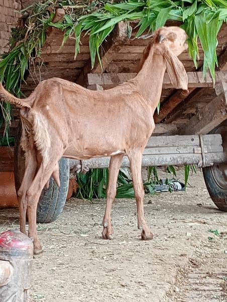 Desi Gabn Bakri sale 2