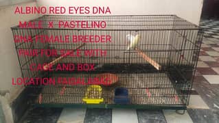 Albino Red Eyes into Pastelino Breeder Pair with Cage 0