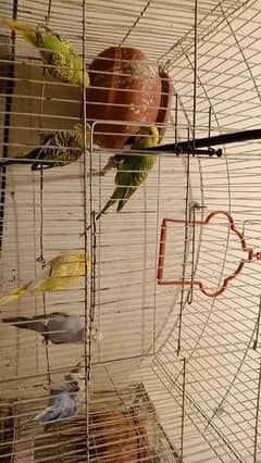 10 parrots/6 pairs. energetic family