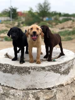 Labrador puppies